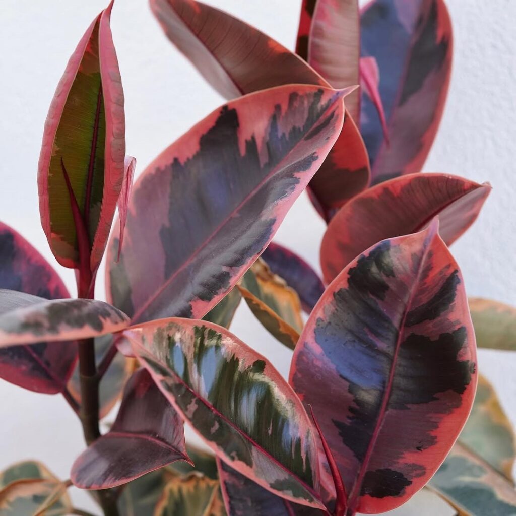 Ficus elastica Ruby