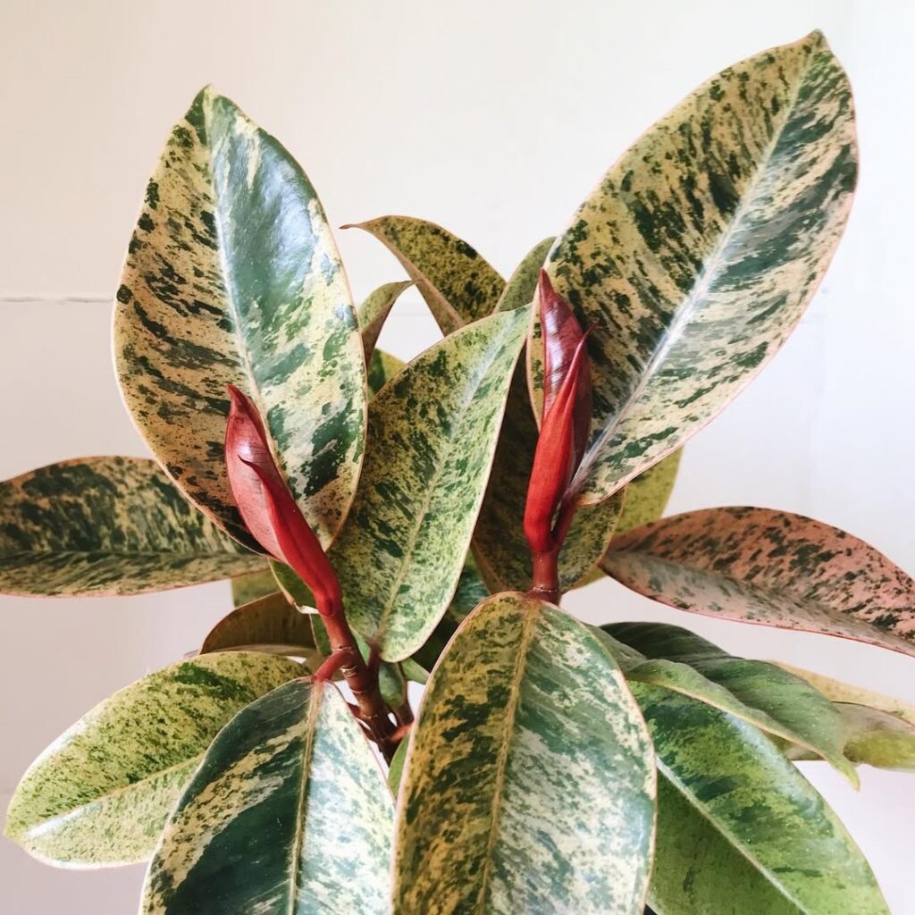Ficus elastica Shivereanna