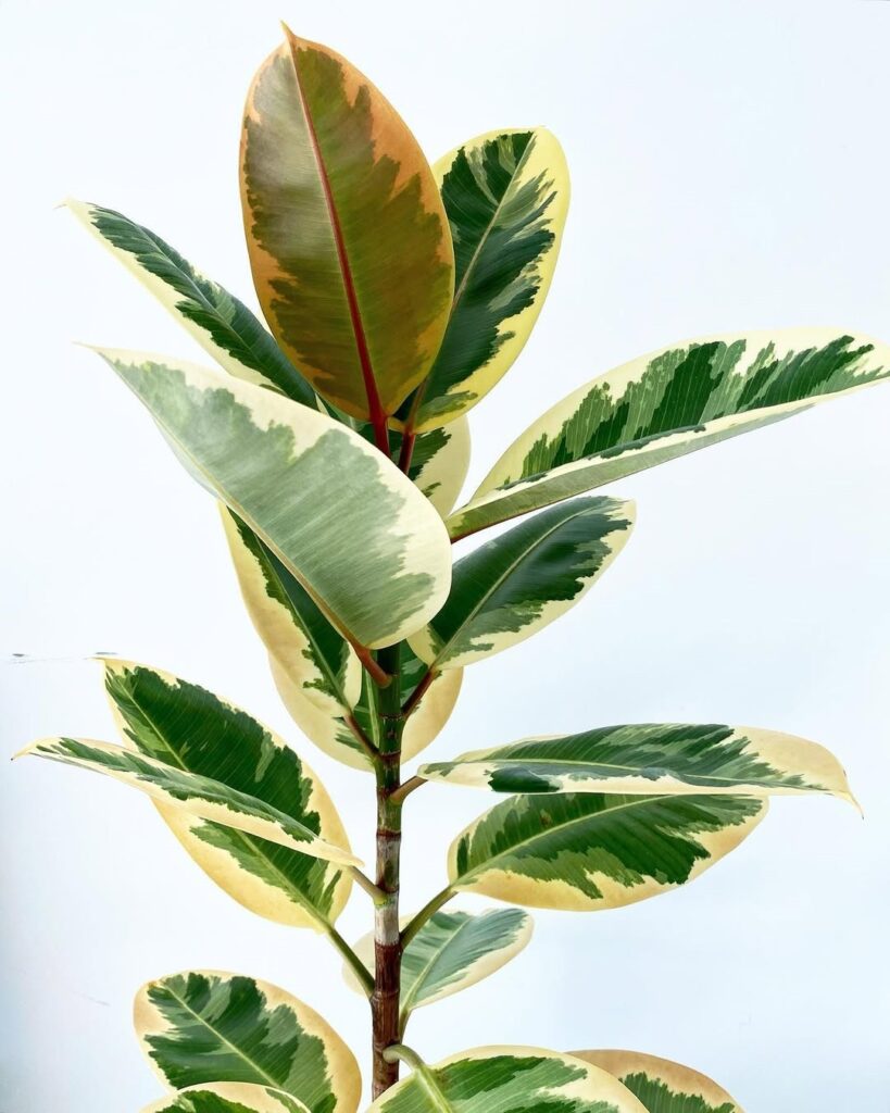 Ficus elastica Tineke
