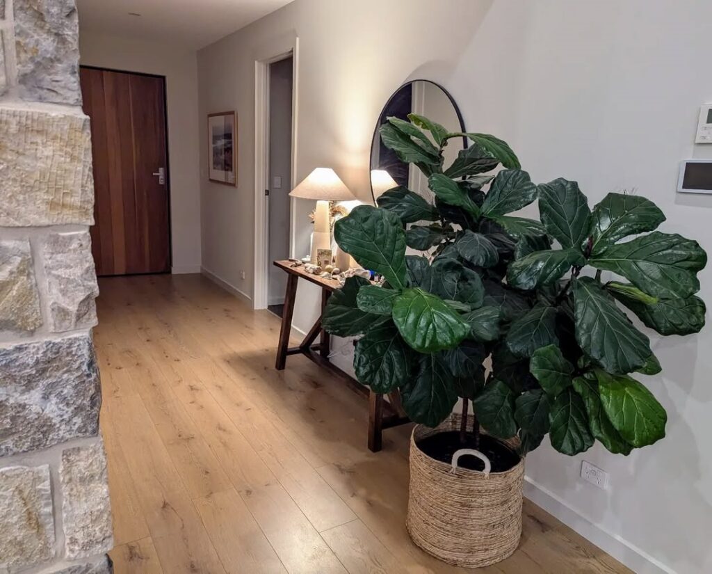 Fiddle Leaf Fig