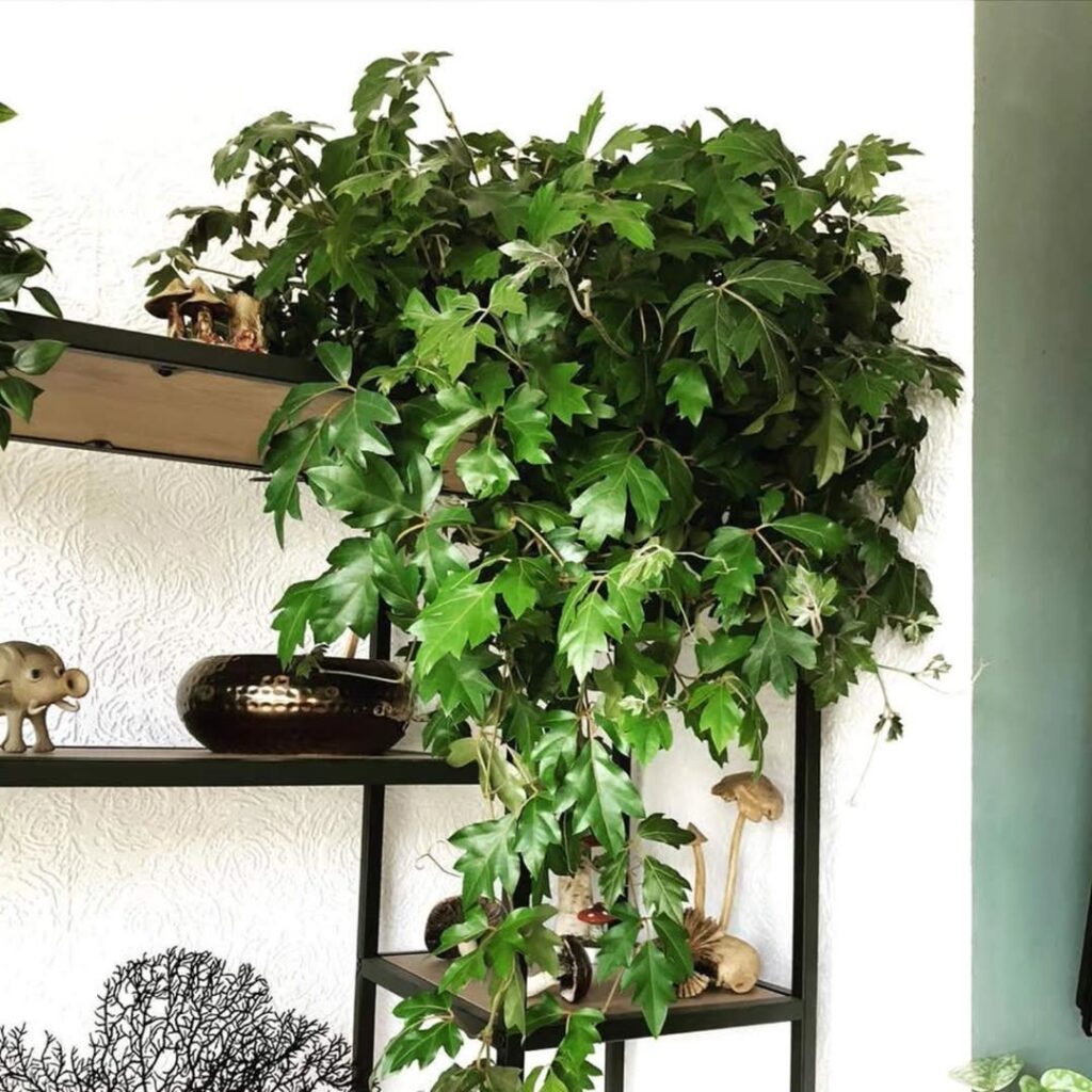 Grape Ivy