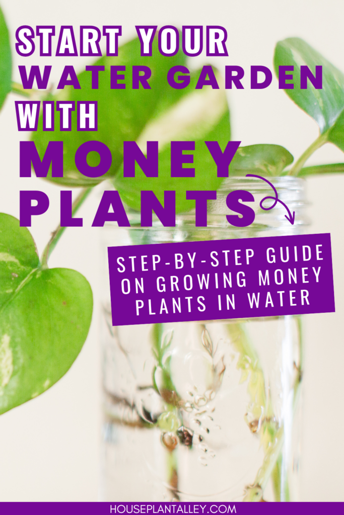 Grow Money Plant in Water