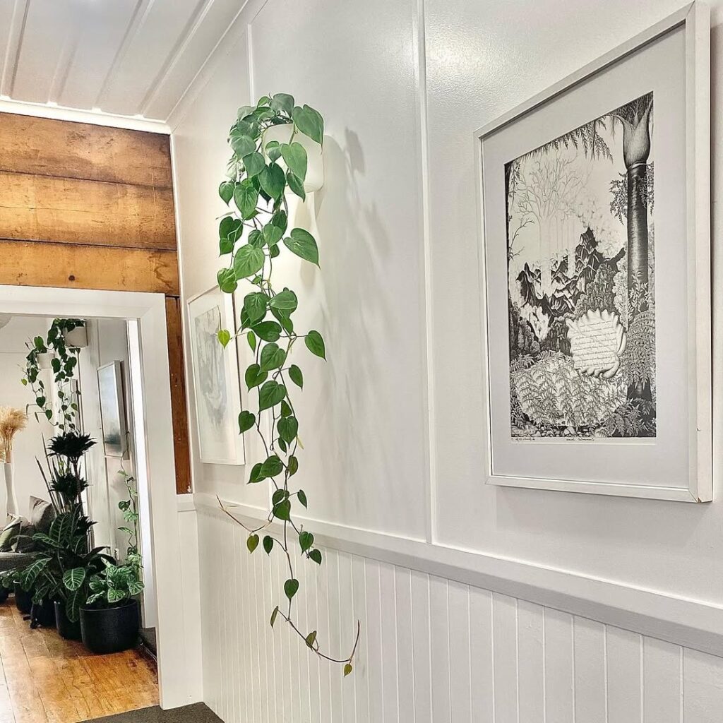 Heartleaf Philodendron
