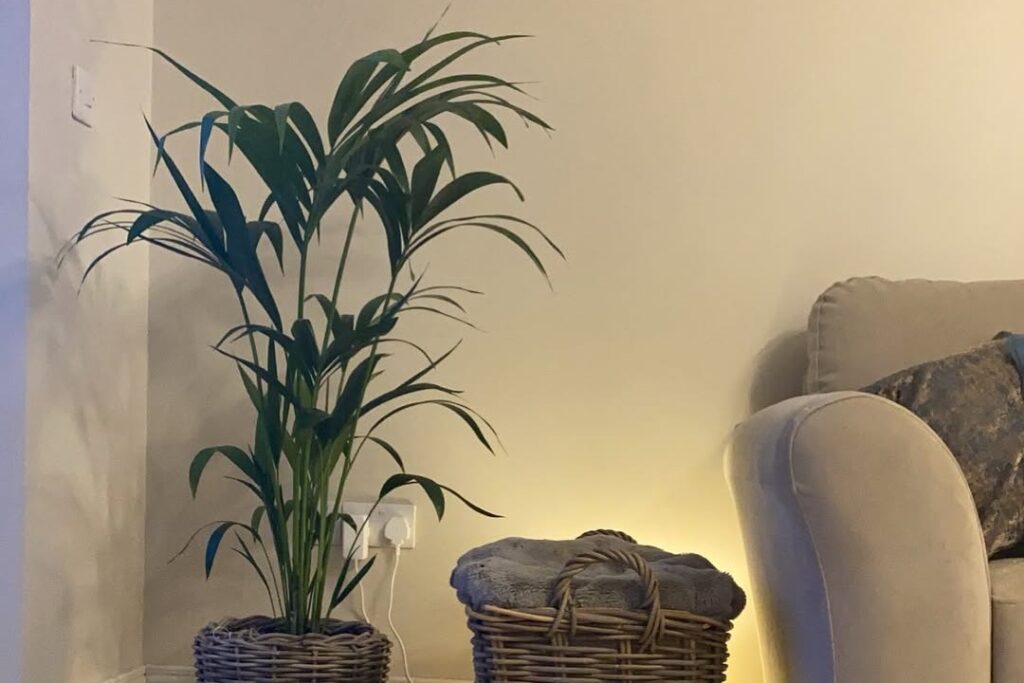 Kentia Palm