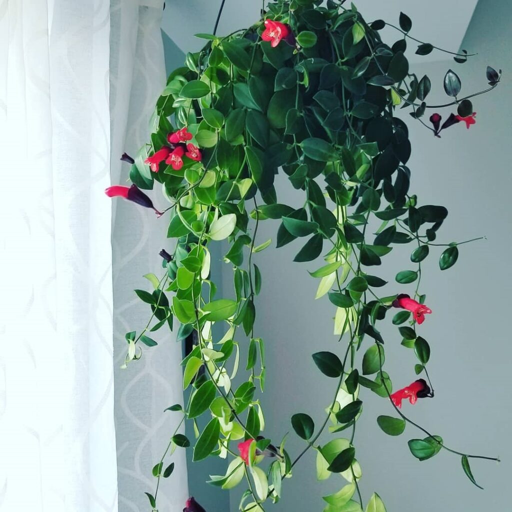 Lipstick Plant