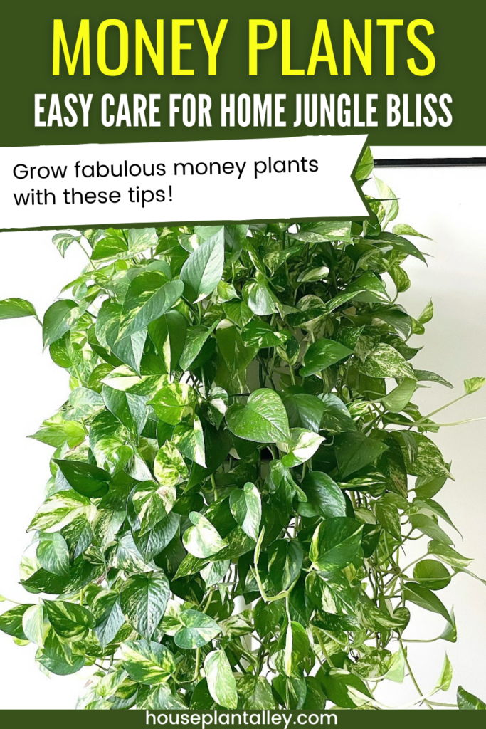 Money Plant Care
