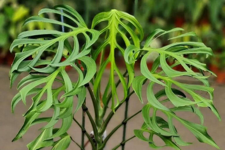 The Ultimate Guide to Monstera Burle Marx Flame Care