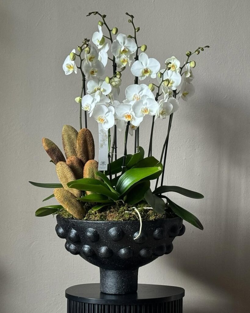 Moth Orchid