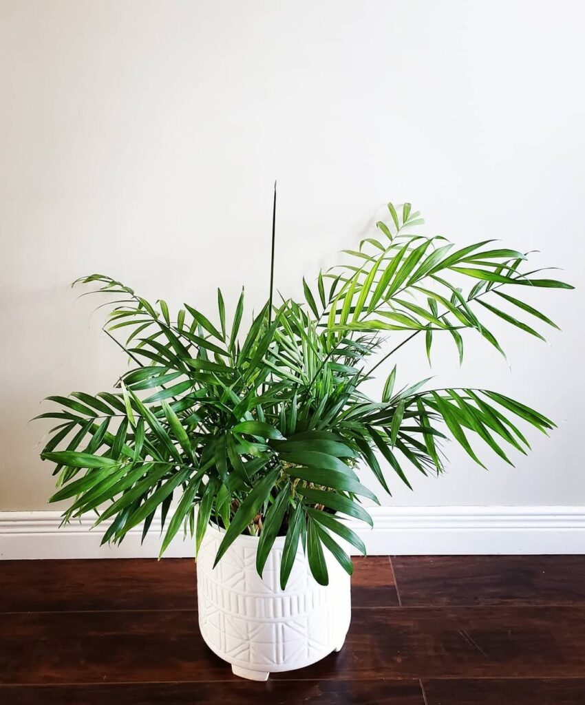 Parlor Palm