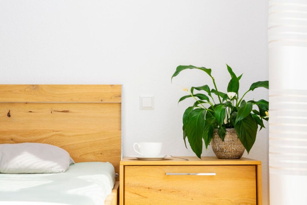 Peace Lily 1