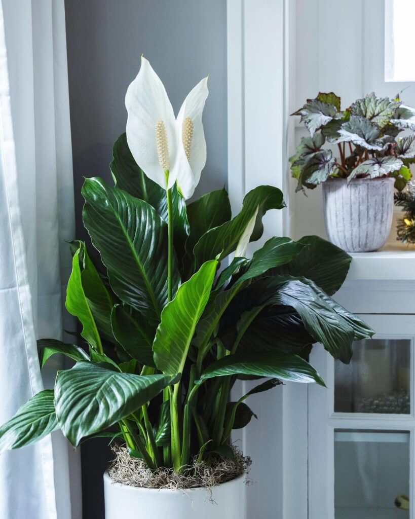 Peace Lily