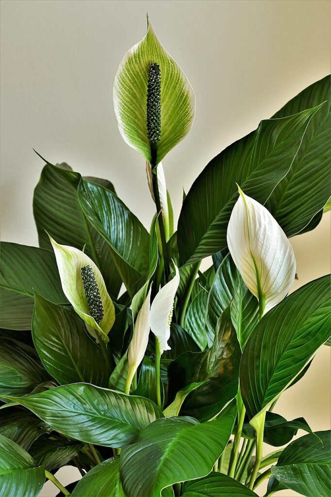 Peace Lily plant