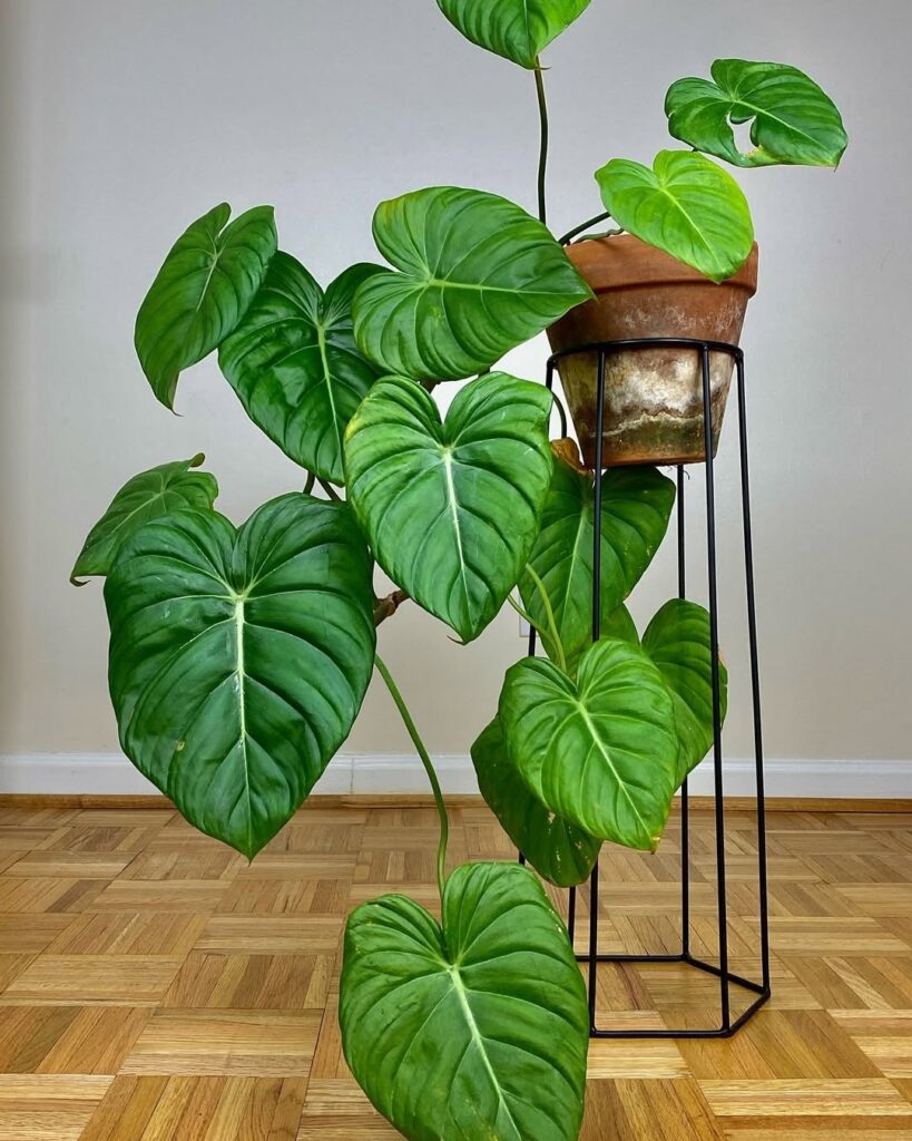 Philodendron