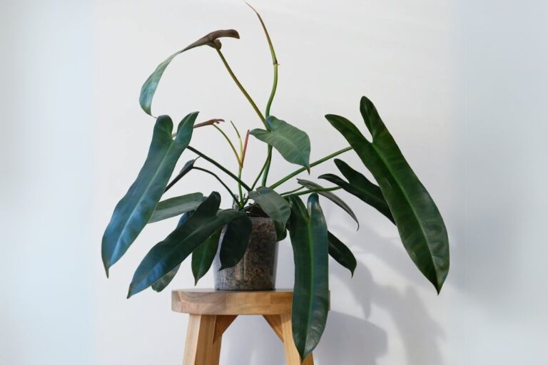 Philodendron Atabapoense