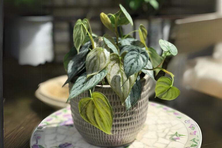Philodendron Brandtianum