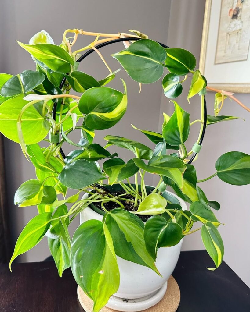 Philodendron hederaceum Brasil
