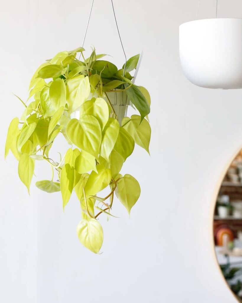 Philodendron hederaceum Lemon Lime