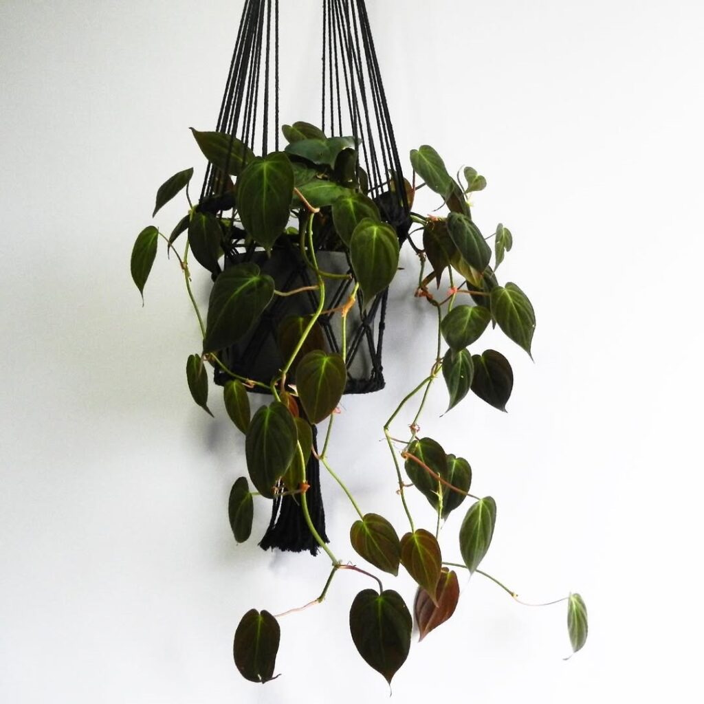 Philodendron hederaceum Micans
