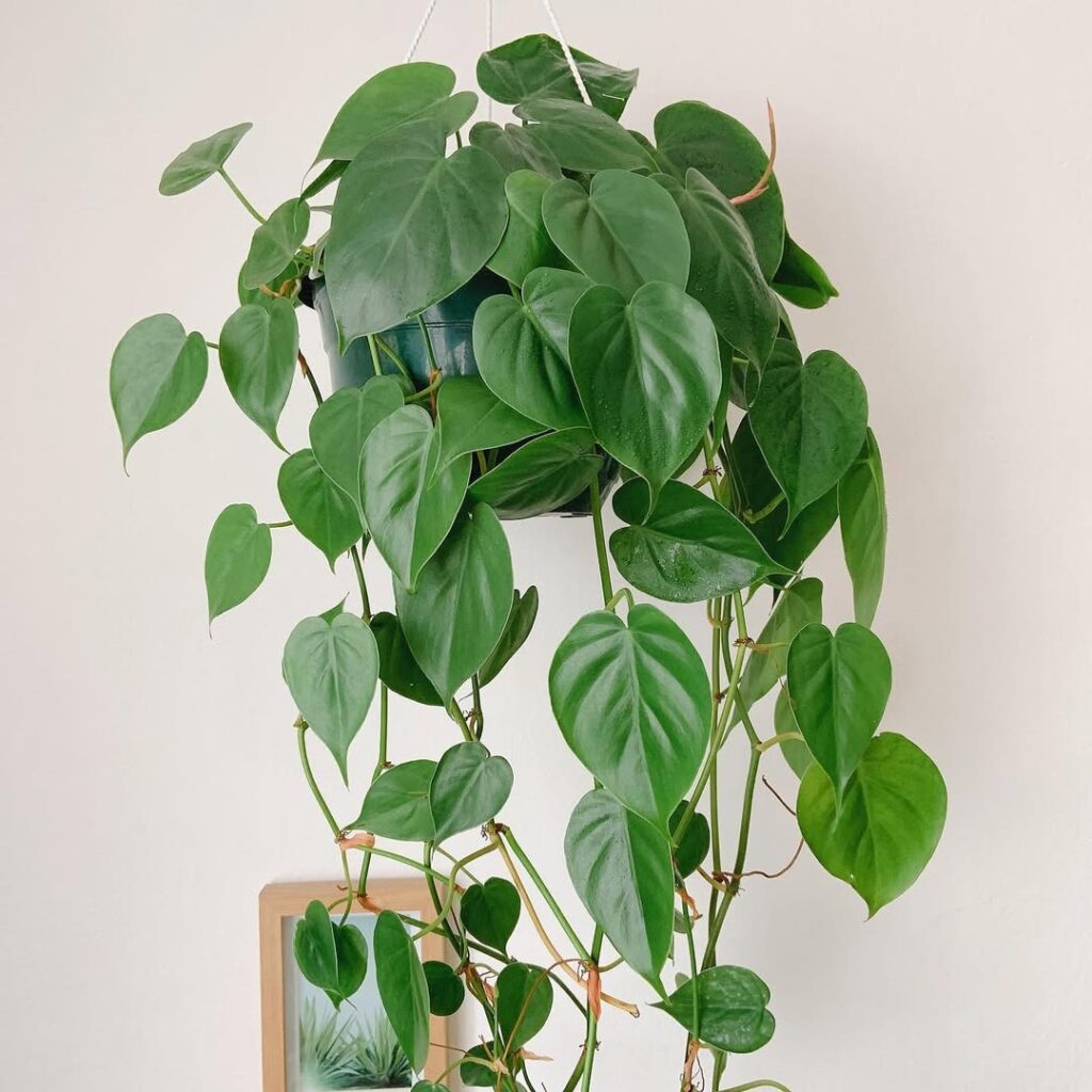 Philodendron hederaceum Oxycardium