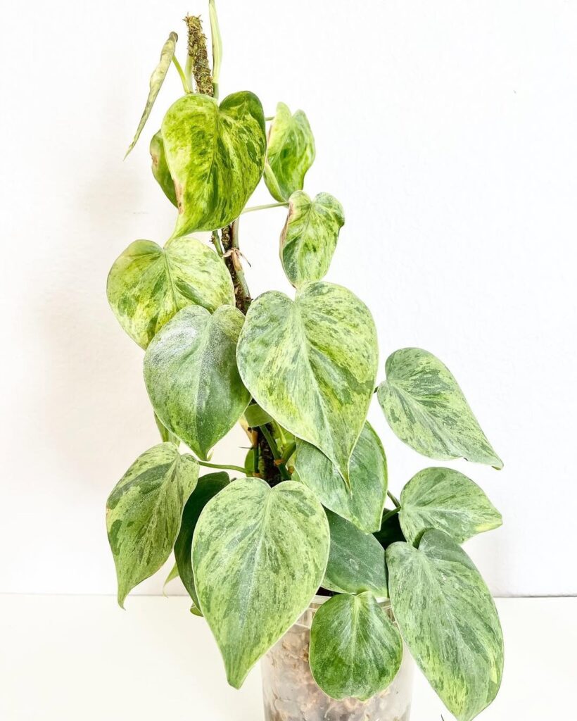 Philodendron hederaceum Variegata
