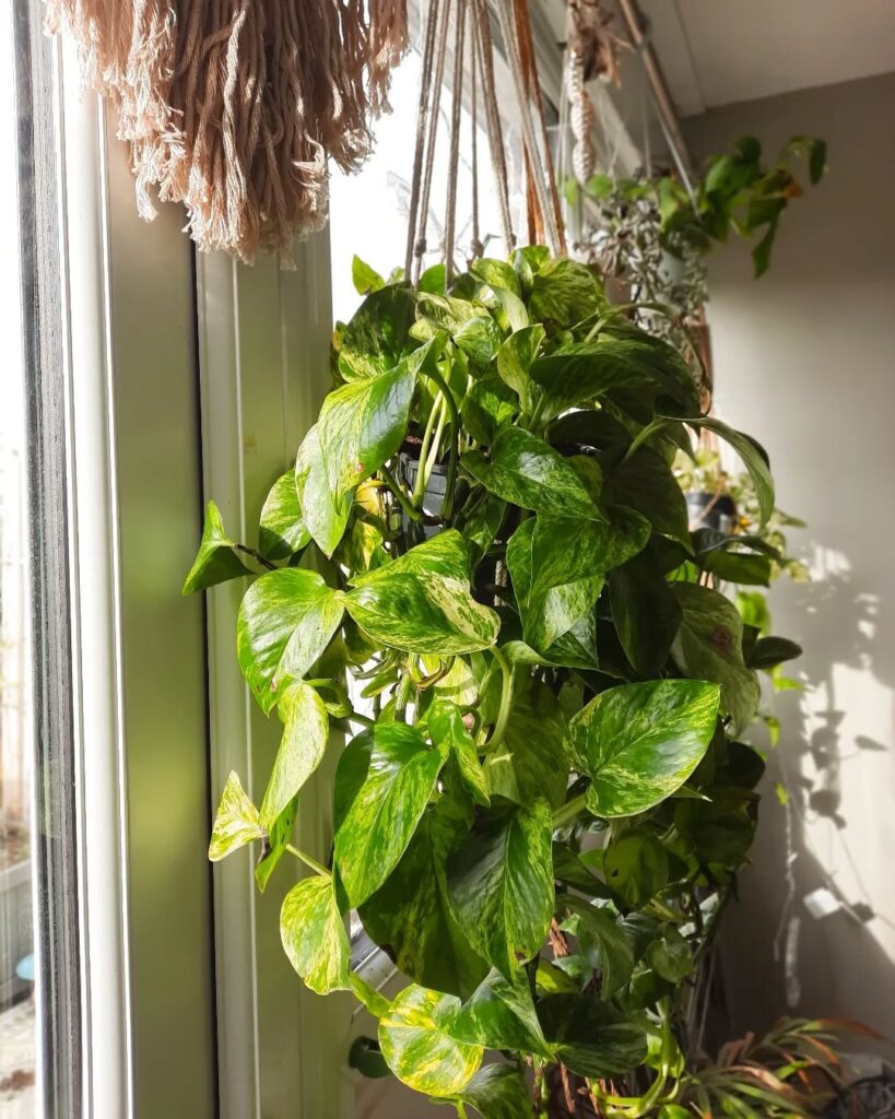 Pothos