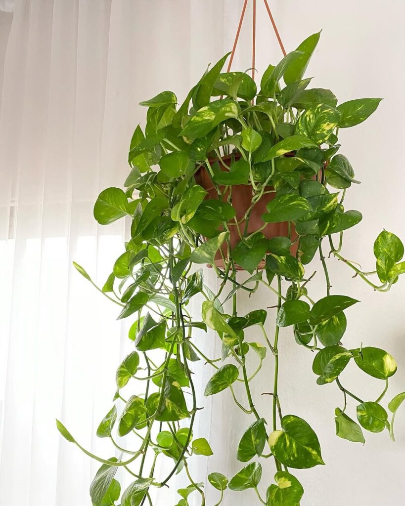 Pothos plant