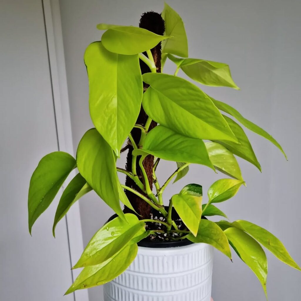 Pothos plant low light