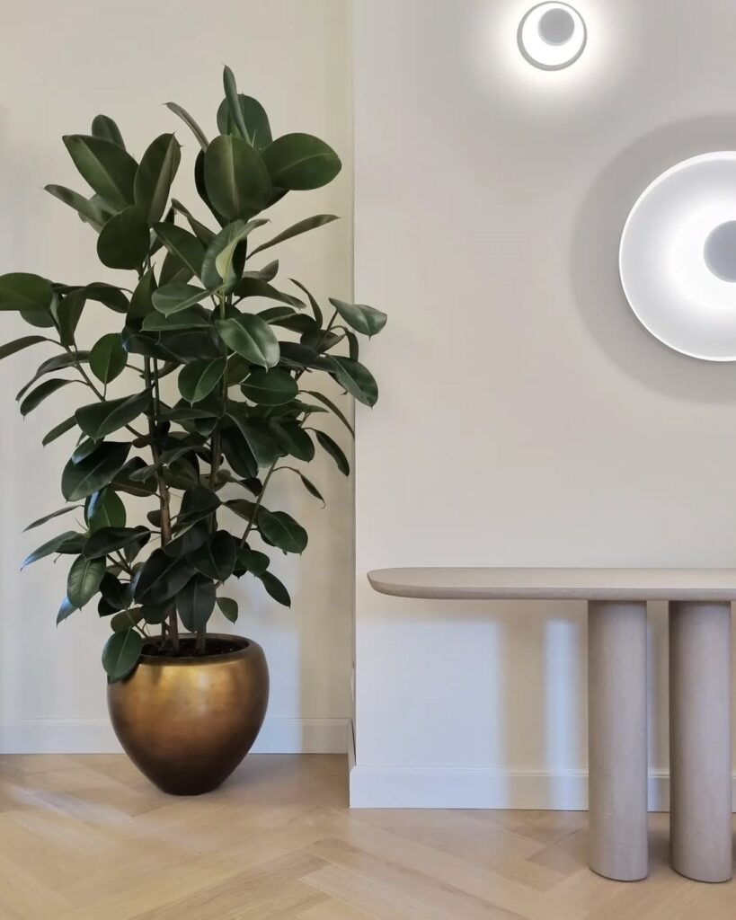 Rubber Plant 1