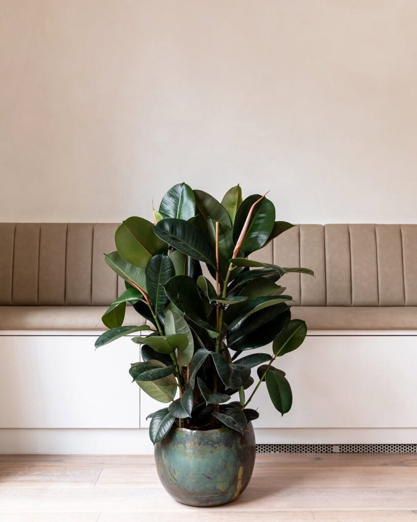 Rubber Plant