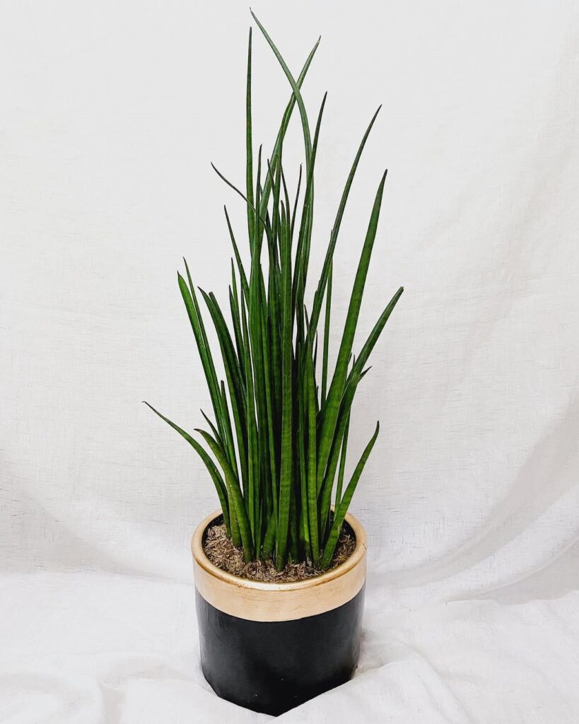 Sansevieria Bacularis