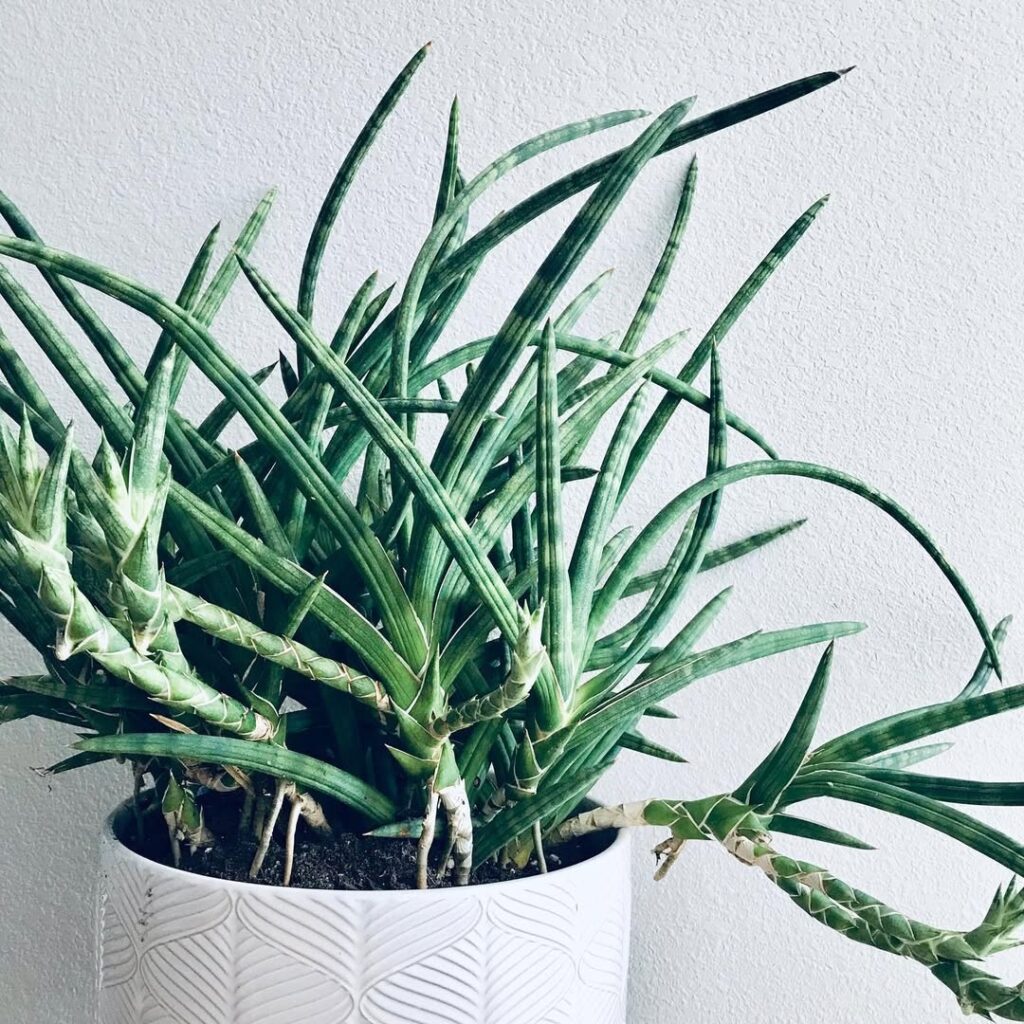 Sansevieria Ballyi