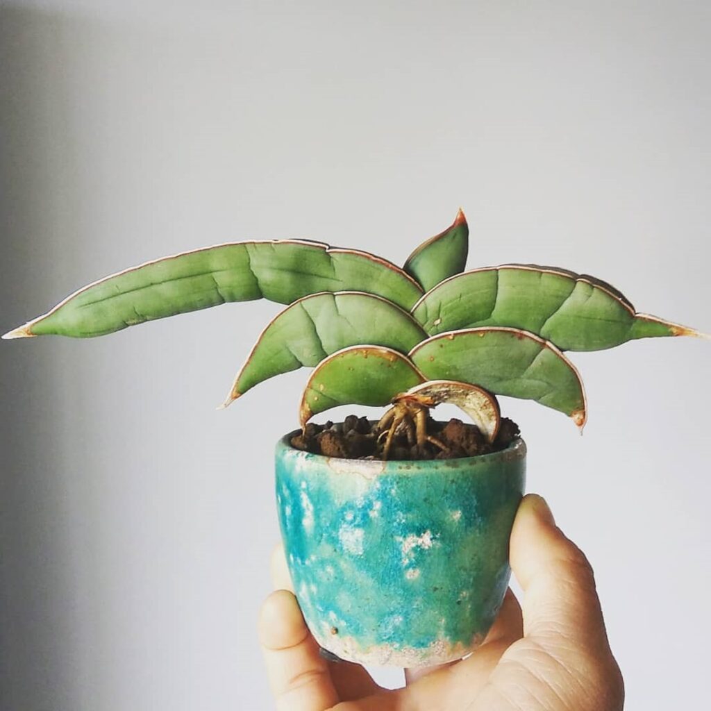 Sansevieria Banana