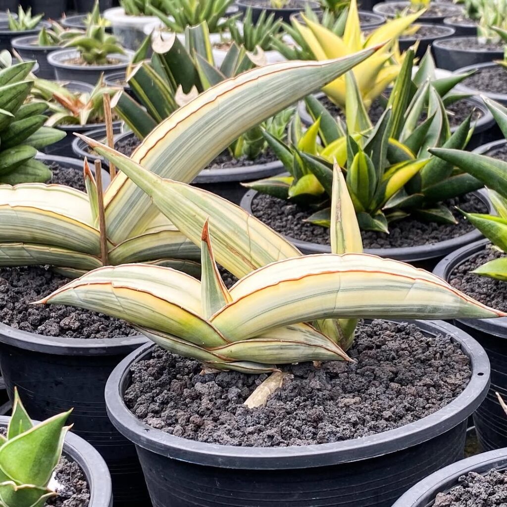 Sansevieria Banana White Variegated