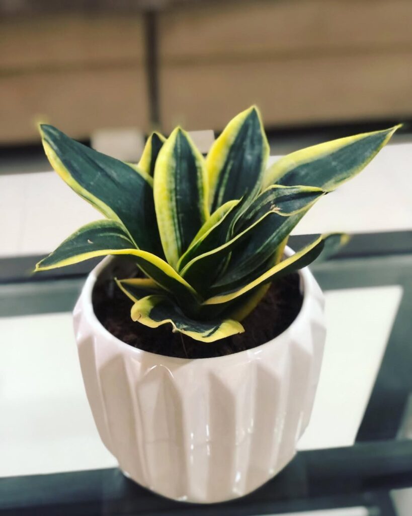 Sansevieria Black Star