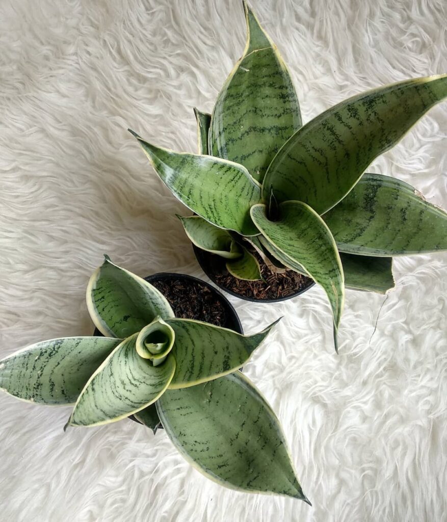 Sansevieria Blue Star