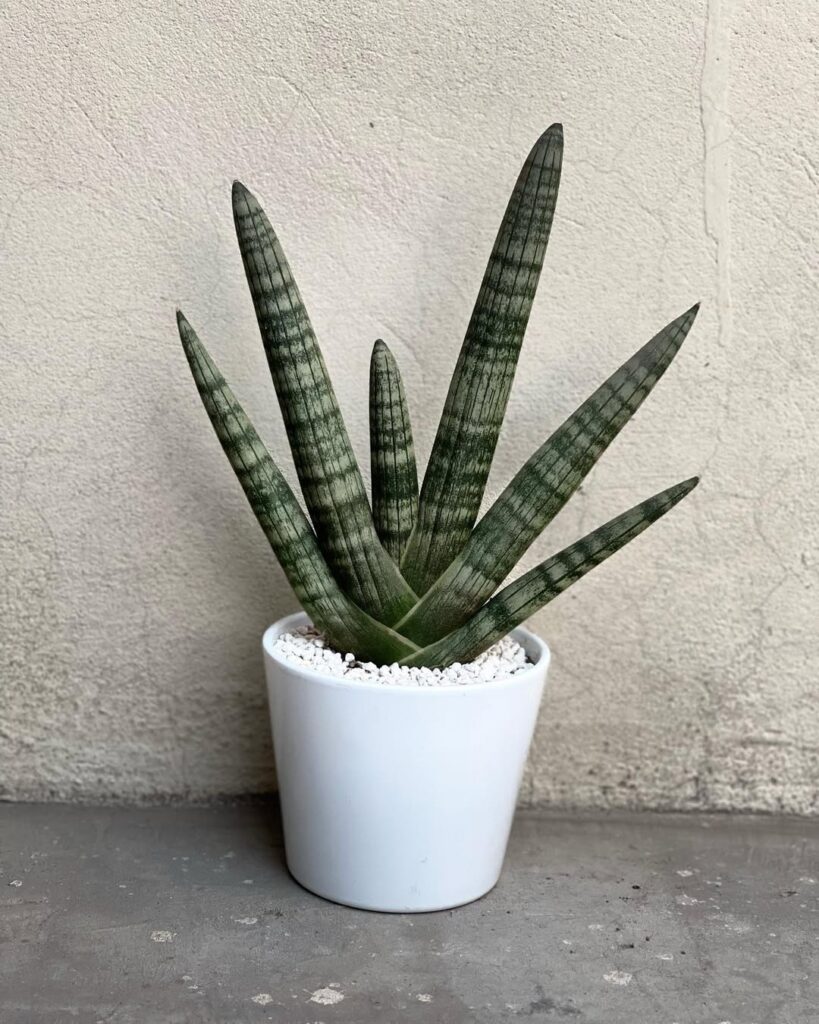 Sansevieria Boncel