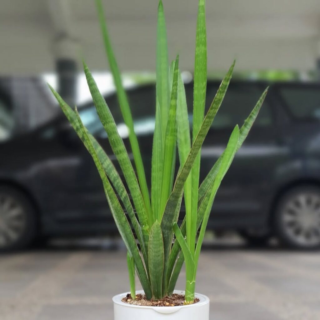 Sansevieria Burmanica