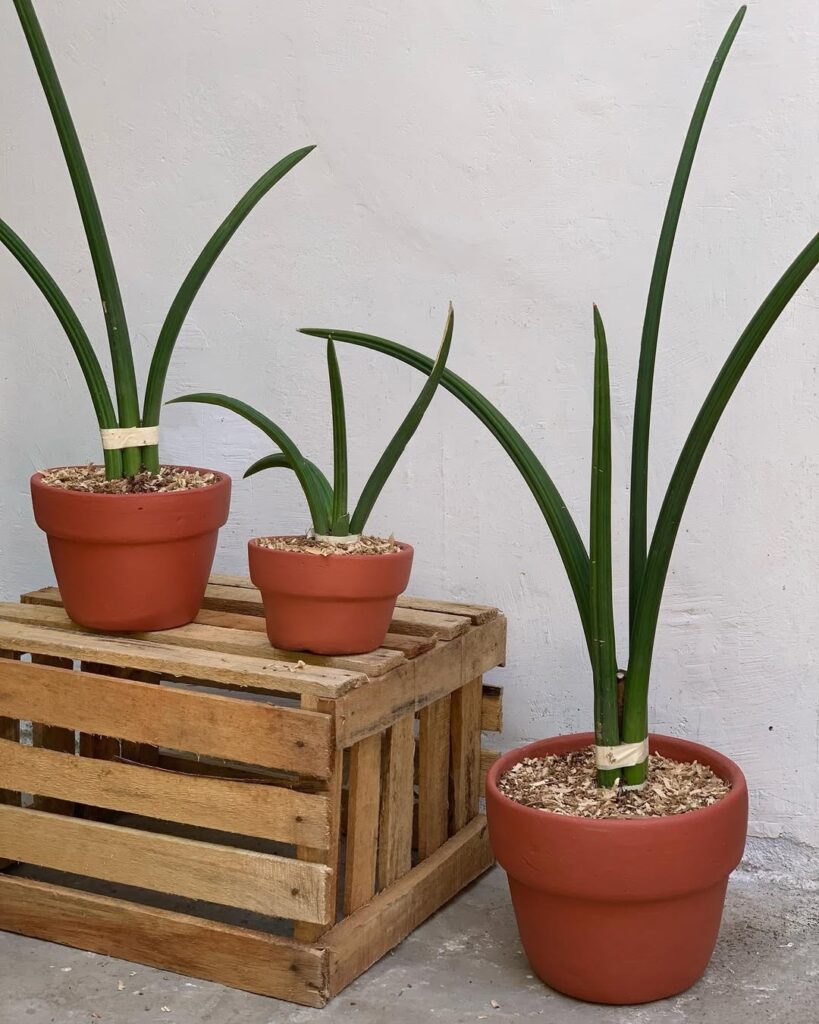Sansevieria Canaliculata