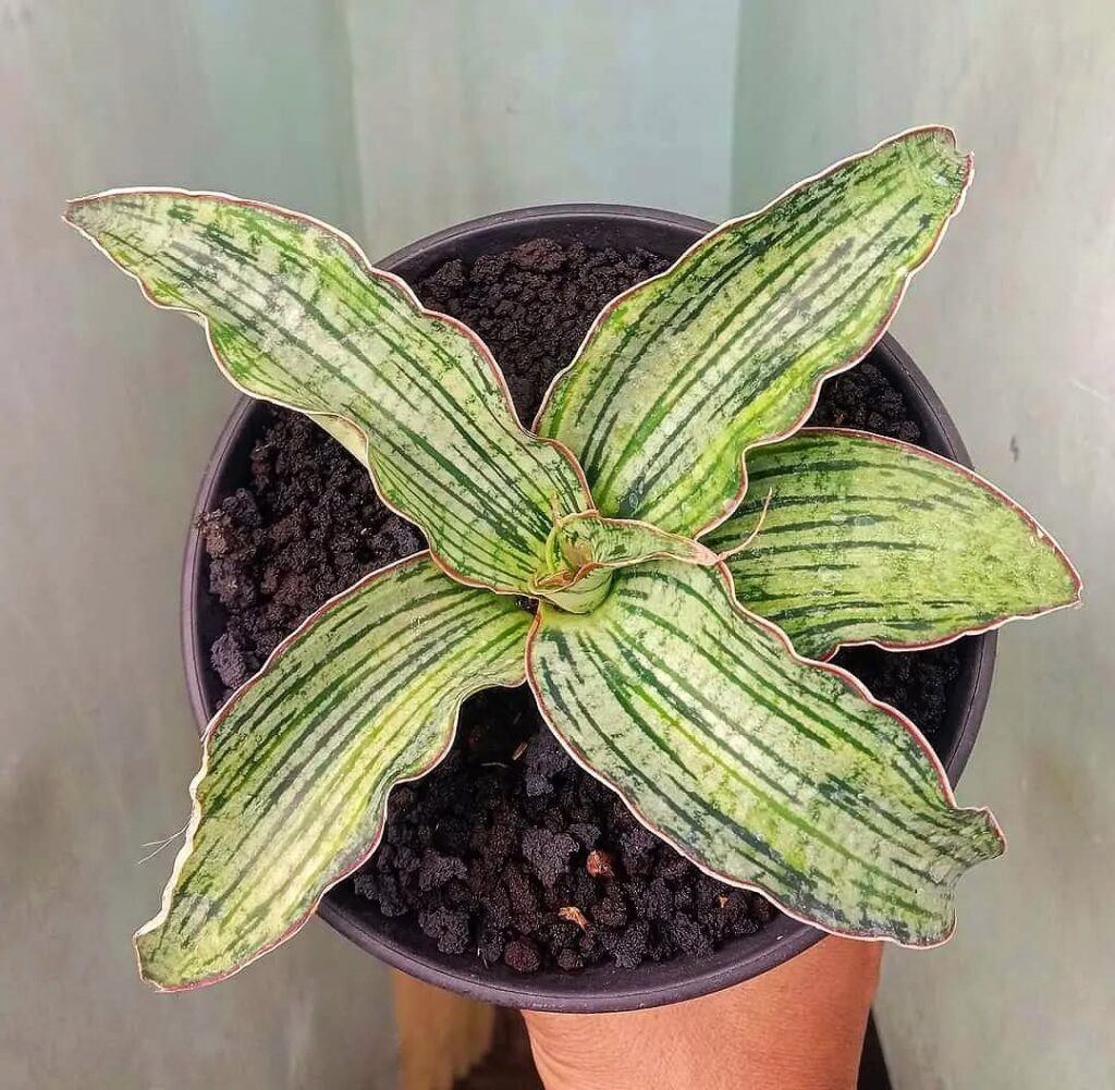 Sansevieria Cleopatra Variegated