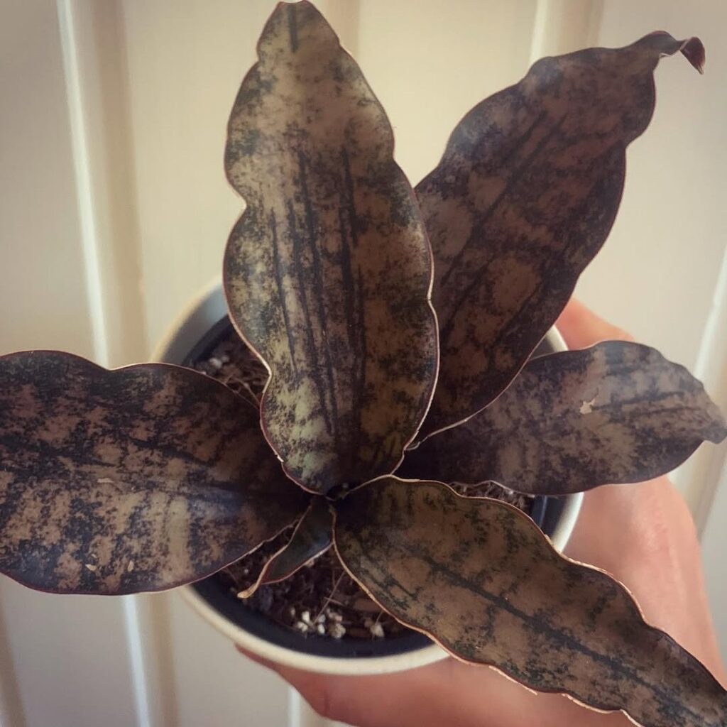 Sansevieria Coppertone