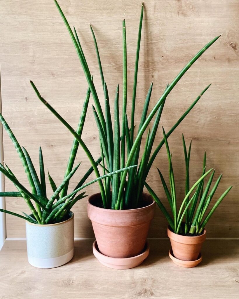 Sansevieria Cylindrica