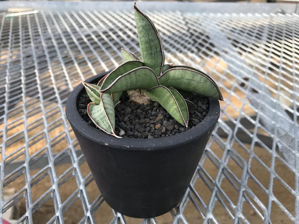Sansevieria Eilensis