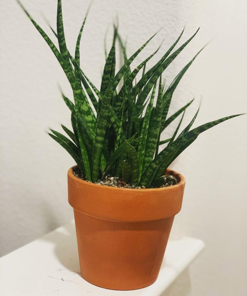 Sansevieria Fernwood Mikado