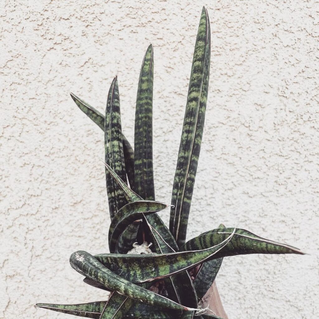 Sansevieria Fischeri