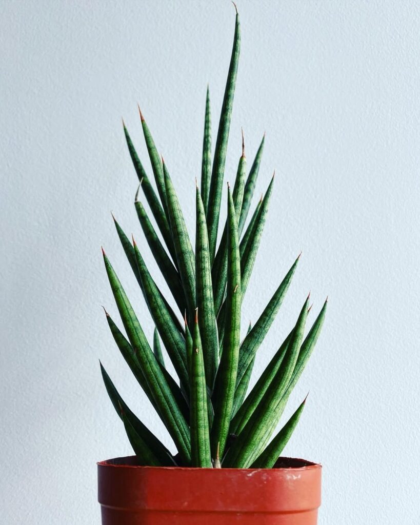 Sansevieria Francisii