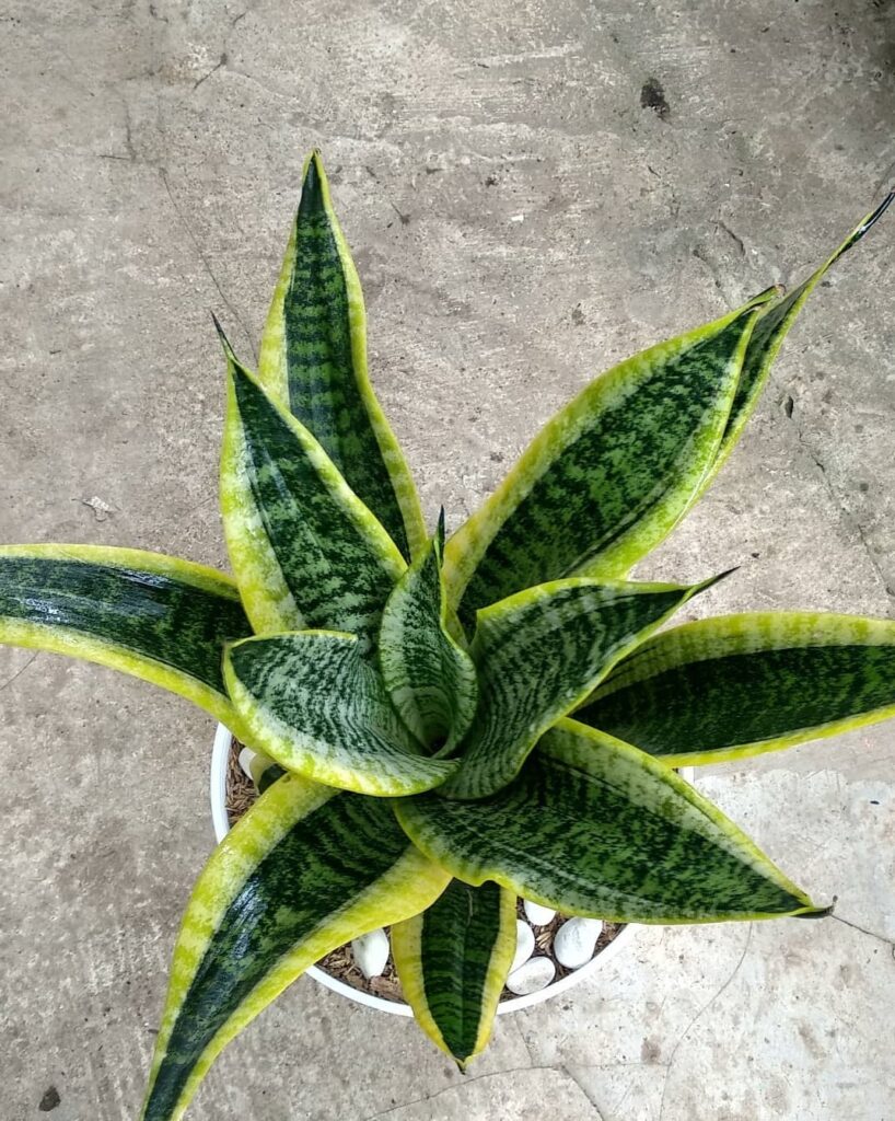 Sansevieria Futura Superba