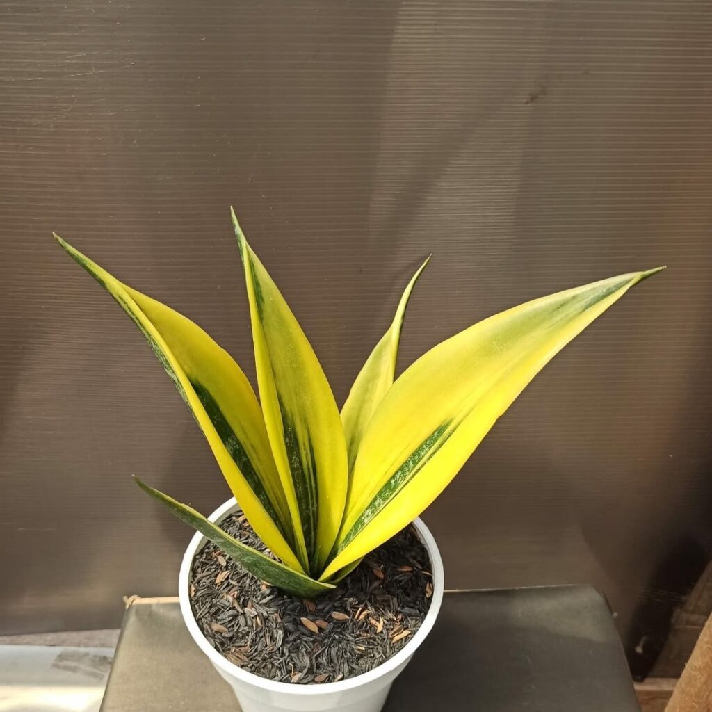 Sansevieria Gold Flame