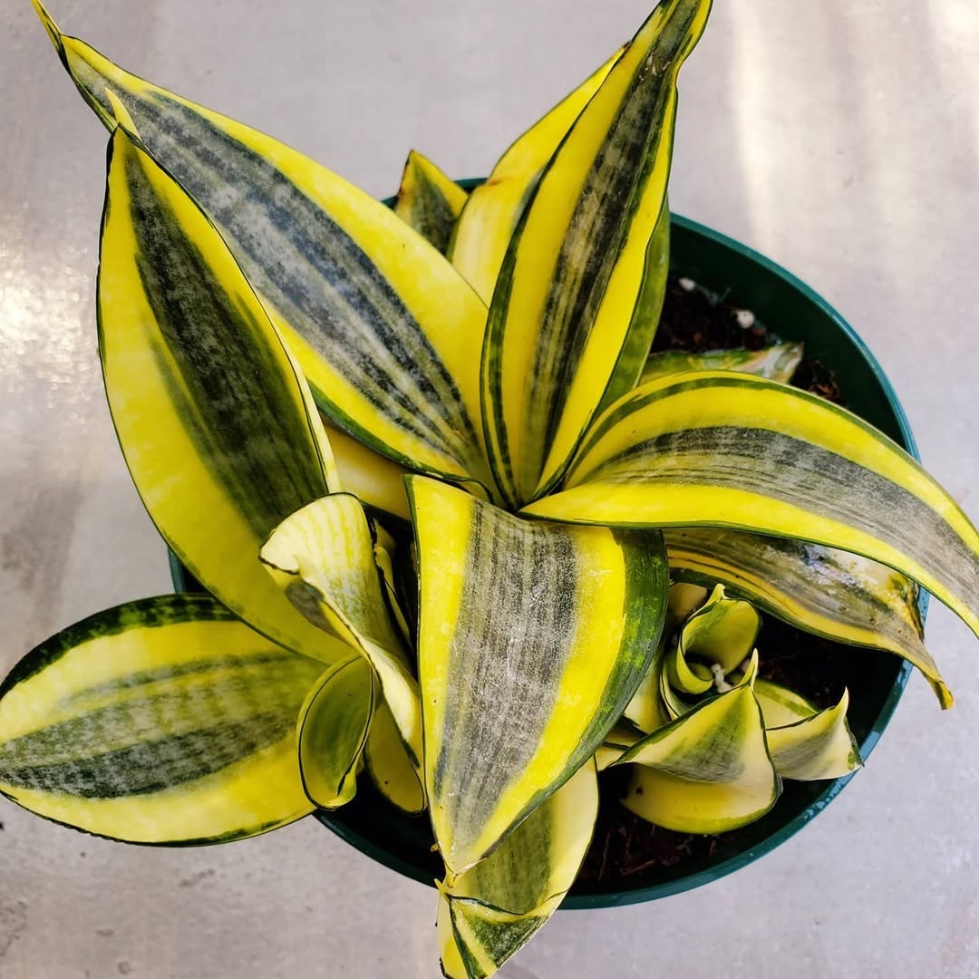 Sansevieria Golden Hahnii
