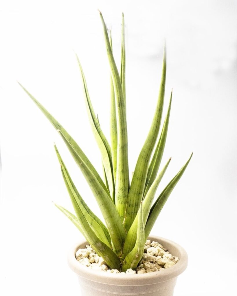 Sansevieria Gracilis