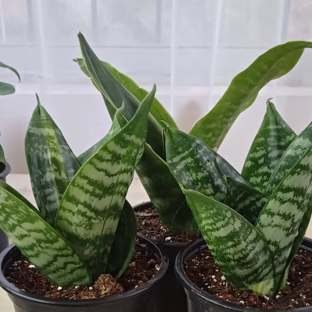 Sansevieria Green Star